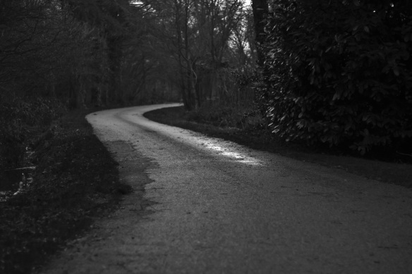 tree-forest-snow-light-black-and-white-road-white-night-sunlight-morning-spooky-alone-country-road-dark-weather-shadow-darkness-black-monochrome-season-country-lane-rural-road-road-surface-monochrome-photography-at